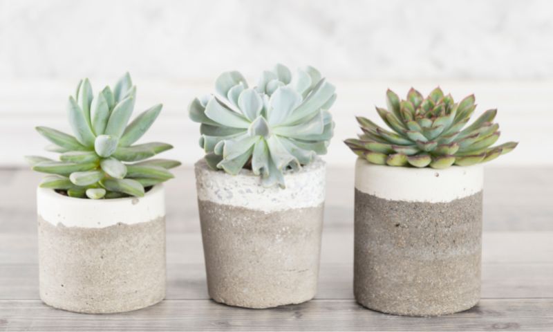 Interior Design Rule of Three Succulents