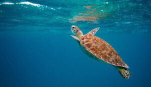Turtle in Water Sustainable Living