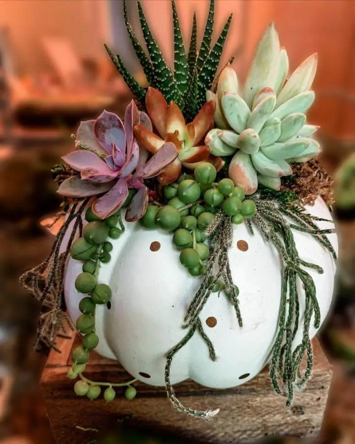 White pumpkin succulent planter from @staceywillowbranch. Features purple and green plants with trailing pearls on rustic wood.